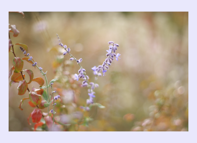 Soft light portrait.