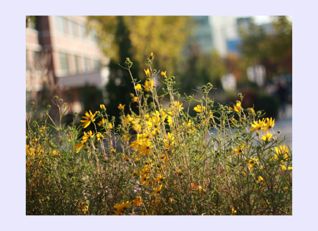 Yellow flowers with dark background – part of visual storytelling project